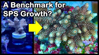 Your SPS corals growing fast or slow Come see some realistic progression examples for benchmarking [upl. by Ingar]