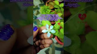 quotaakasam enatido song  nireekshana Moviequot music song lyrics love shorts flowers [upl. by Immanuel]