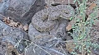 Black widow spooks rattlesnakes [upl. by Akilaz]