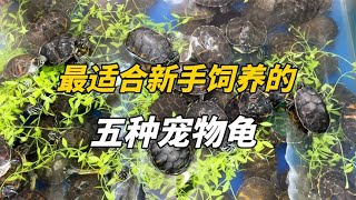 入門寵物龜大揭秘！五種最適合新手的萌龜推薦！尤其是第一種最適合懶人 [upl. by Plusch]