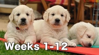 Golden Retriever Puppy Dogs Growing Weeks 112 [upl. by Nibot]