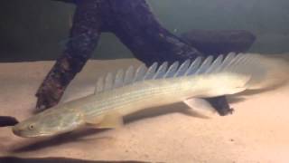 Large Lapradei Bichir [upl. by Janean148]