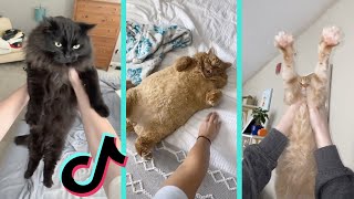 Wakey wakey it’s time for school cats tiktok compilation [upl. by Ahsiym]