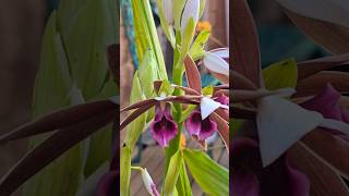 Nuns Orchid  Swamp Orchid Phaius tankervilleae [upl. by Ferdy]