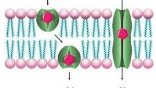 IonophoresType Of Iontophores Application Of Ionophores Important Of MScExam [upl. by Hgielrac]