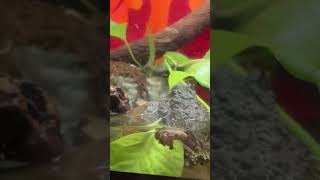 Vietnamese mossy frogs amphibians [upl. by Cale]