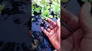 Catching Angelfish in Pond [upl. by Gherardo]