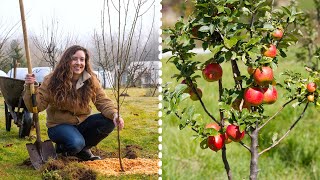 How to Plant Fruit Trees for MAXIMUM Growth and Harvest [upl. by Alonzo]