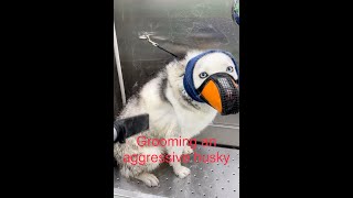 Screaming Husky Gets Groomed  Howling Aggressive Husky [upl. by Eillil151]