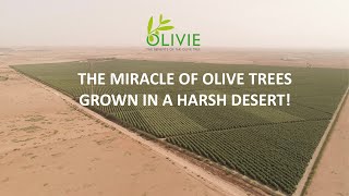 Why OLIVIE is THE worlds highest polyphenols olive oil  Desert suffering olive trees antioxidants [upl. by Ajoop805]