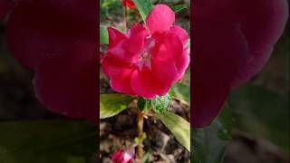 দোপাটি ফুল flowers garden nature shorts plants youtubeshorts [upl. by Yartnod]