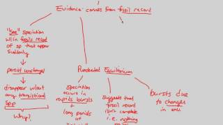 Macroevolution  Rate of Speciation I  BIALIGYcom [upl. by Ezri]