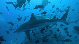 Sharks Sharks Sharks Hulhumale Beyru Maldives [upl. by Roxana]