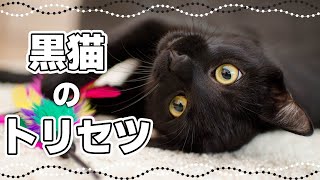 福を呼ぶ？黒猫の性格はギャップが魅力｜毛色で分かる猫の性格 [upl. by Onitram]