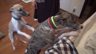 Whippets meet a newborn baby [upl. by Lsil]