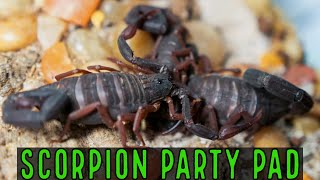 Unboxing Florida Bark Scorpion Communal C gracilis [upl. by Haeluj876]