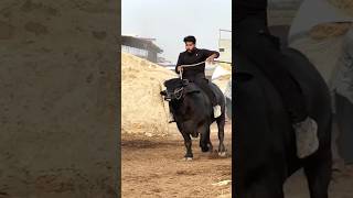 Bullfighter program to warr gya cow syedfahad [upl. by Solberg928]