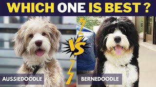 Aussiedoodle vs Bernedoodle  Comparison Between Two Dog Breeds [upl. by Adolph]