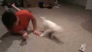 Smooth fox terrier play [upl. by Hymen]