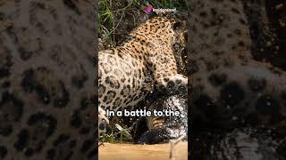 Caiman crocodile 🐊 🐊 vs Jaguar 🐆🐾subscribe wildlifes [upl. by Orpheus734]