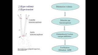 ENDOCRINOLOGIE diabète insipide cours  td cas clinique de hirsutisme [upl. by Catharine452]