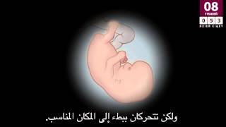 8th week of pregnancy الأسبوع الثامن من الحمل [upl. by Sadira483]