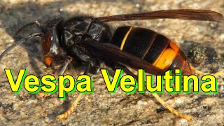 Vespa Velutina [upl. by Baggs153]