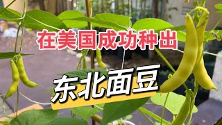 美国家庭种植 在美国成功种出东北面豆角，产量巨大 [upl. by Ashia]