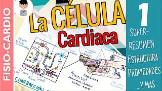 LA CÉLULA CARDÍACA Propiedades Estructura CONTRACCIÓN Mecanismos Fisiología Cardíaca 1 [upl. by Varick]