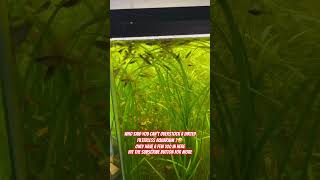 Who Said You Can’t Overstock A Dirted Filterless Aquarium aquarium fishtank fish [upl. by Etrem617]