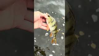 Rare fish 🐟 fishing fish catchandrelease catch nature outdoors [upl. by Gone]