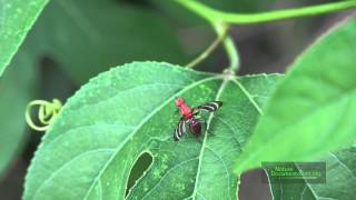 Picture Wing Fly and Ant on Passiflora EFN Aug 25 2014 4K [upl. by Aeneus]