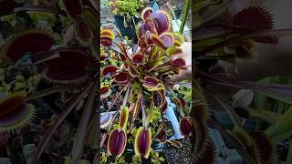 Dionaea muscioula “Amteborous” from CaliforniaCarnivores [upl. by Osnola]