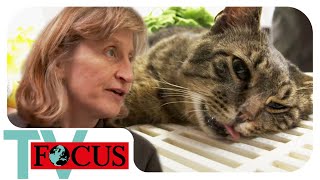 Traumberuf Tierarzt Tierische Sprechstunde mit Hund amp Katze  Focus TV Reportage [upl. by Steward]