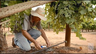 Drip irrigation maintenance [upl. by Beesley]