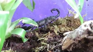 Asian Forest Scorpion Gets A Bioactive Vivarium [upl. by Ralaigh]