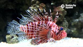 Flutter On Frillfin Turkeyfish [upl. by Aicilaana]