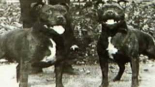 Staffordshire Bull Terrier part1 [upl. by Rodolfo]