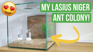 Showing You My Lasius Niger Ant Colony  Ant Keeping  BRUMA Ants [upl. by Airetak]