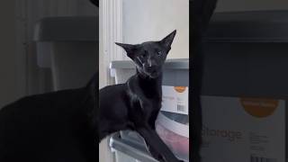 Oriental shorthair cat with funny voice yelling watch to the end orientalshorthair blackcats [upl. by Lletnuahs]