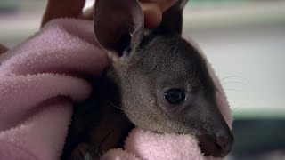 Caring for a Baby Wallaby  BBC Earth [upl. by Nellad]