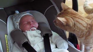 Cats Meeting Babies for the FIRST Time NEW Compilation [upl. by Annavoig]