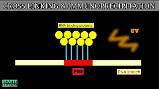 Cross Linking And Immunoprecipitation  Clip Technique  CLIP [upl. by Tilda]