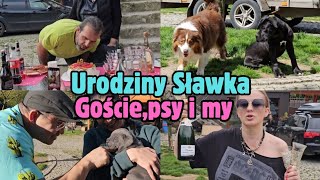 CANE CORSO nowe psy w IN VERTO CORSO Urodziny Sławka dogs vlog invertocorso youtube dc [upl. by Ettinger354]