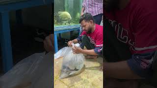 Tiger shark 🦈 fish giveaway kr di ☺️shorts shark shortvideo viral shortsviral fish giveaway [upl. by Saidel539]