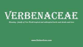 How to Pronounce verbenaceae with Meaning Phonetic Synonyms and Sentence Examples [upl. by Olyhs]