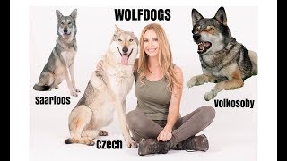 WOLFDOGS  WHICH ONE IS BEST  Czechoslovakian Wolfdog Saarloos Volkosoby [upl. by Yrocal915]