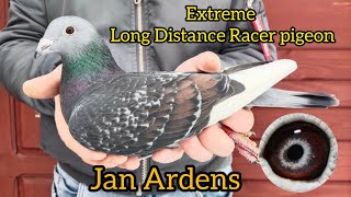 Jan Aarden Racing pigeons Jan Aarden Pigeons Machiel Bujik Kalapati Extreme Long Distance pigeon [upl. by Shivers]