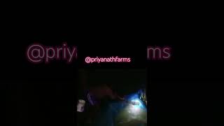 priyanathfarms shots trending fishing viralvideo viwes youtube youtubeshorts [upl. by Nacim]