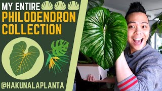 My Entire Philodendron Collection 💚 PART 1  Gloriosum Plowmanii Pastazanum Florida amp MORE 🤩 [upl. by Stouffer]